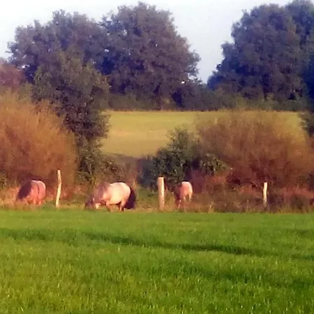 Katzensprung Zum Wald *